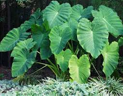 colocasia esculenta