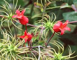 clematis texensis