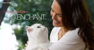 fancy feast kitten