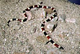 small snakes