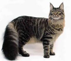 main coon cats
