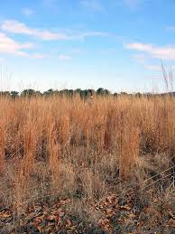tall grasses