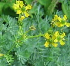 ruta graveolens plant