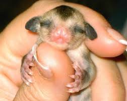 sugar glider pets