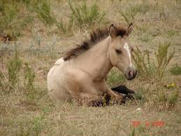 cute horses