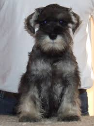 mini schnauzers puppies
