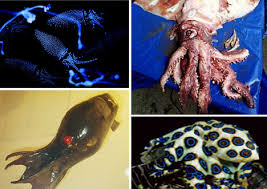 octopus and squid