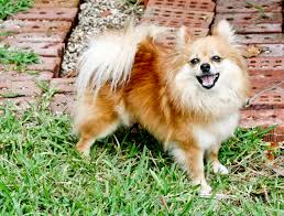 pomeranian dog