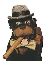 comic the insult comic dog