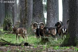 mouflon
