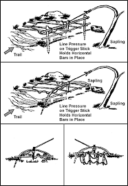 pig snares