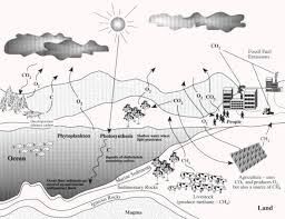 carbon cycling