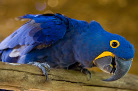 blue macaws