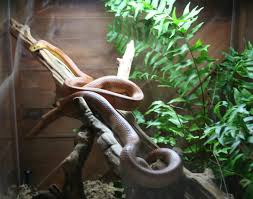corn snake enclosure