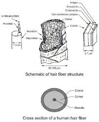 black hair bulb