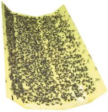 fly glue board