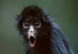 black-spider-monkey.jpg