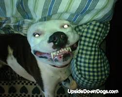 pitbull american bulldog