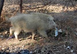 cinghiale bianco