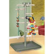 bird gym