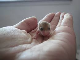 robo hampster
