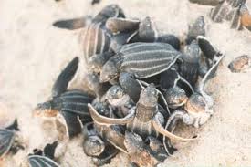 turtle eggs hatch