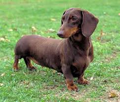 Cute Dachshund #17