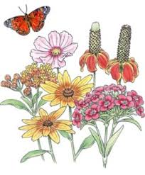 butterflies flowers pictures