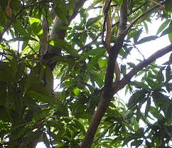 mango tree