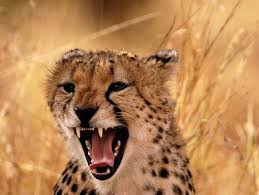 animal wild