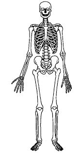 skeleton images
