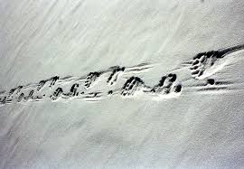 polar bear prints