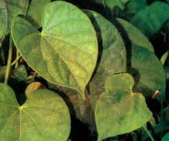 tinospora rumphii