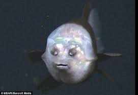 barreleye