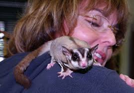 sugar gliders