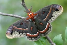 cecropia