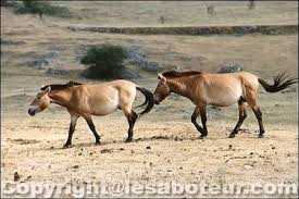 cheval przewalski