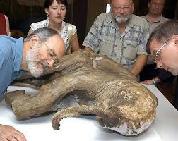 woolly mammoth