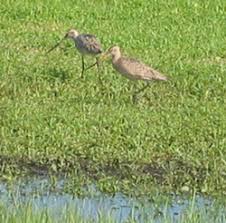 birding net