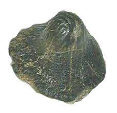 ptychodus