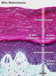 thick skin