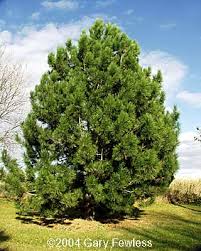 austrian pine