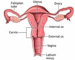 uterus cancer