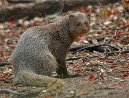 mongoose