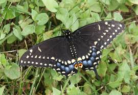 black swallowtail caterpillar