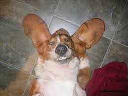 basset hound dog