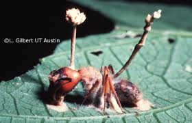 cordycep fungus