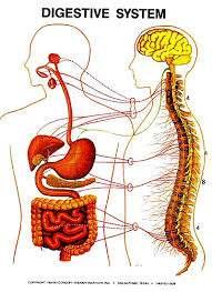 picture of the digestive system