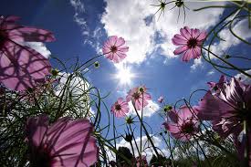 sunny pictures