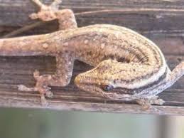 ghecko